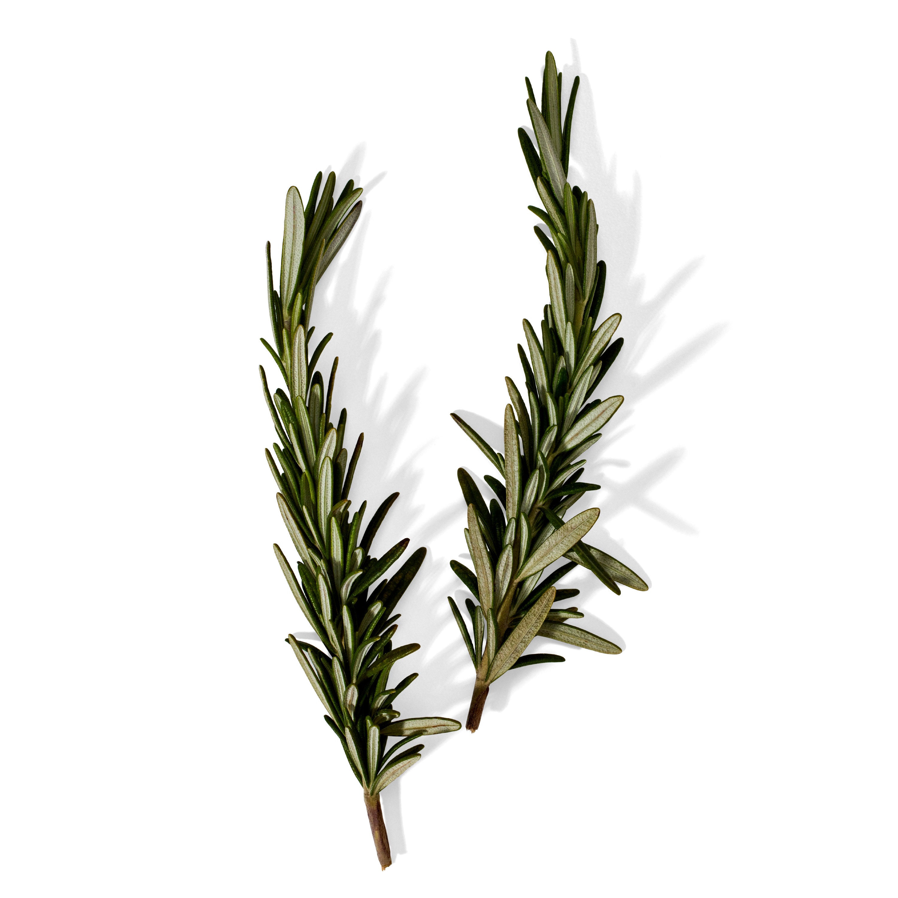 Rosemary